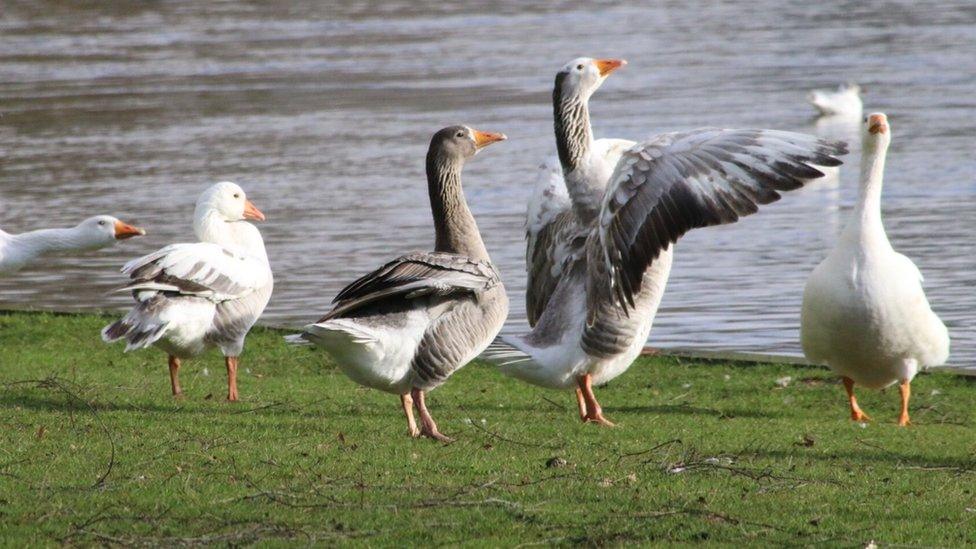 Geese in Abingdon