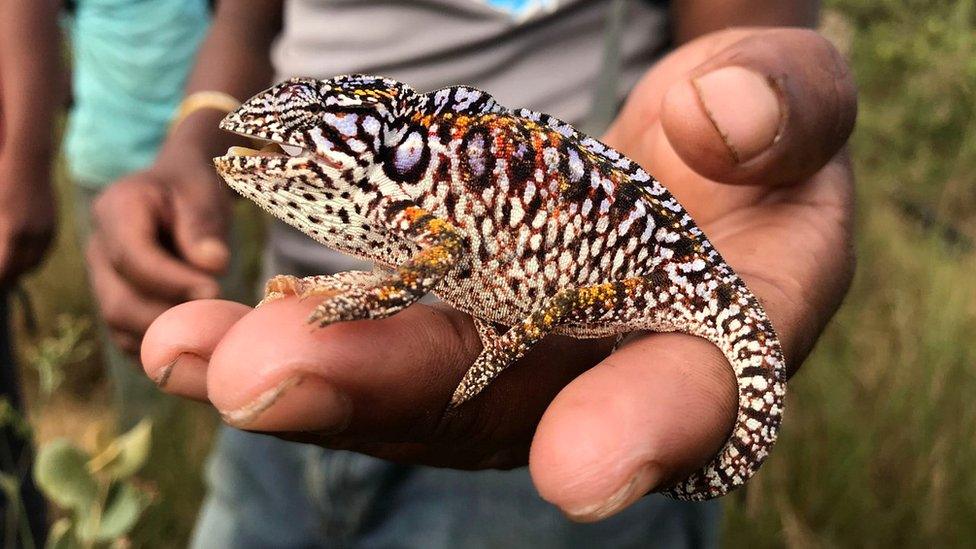 A guide holds a chameleon in Mangabe