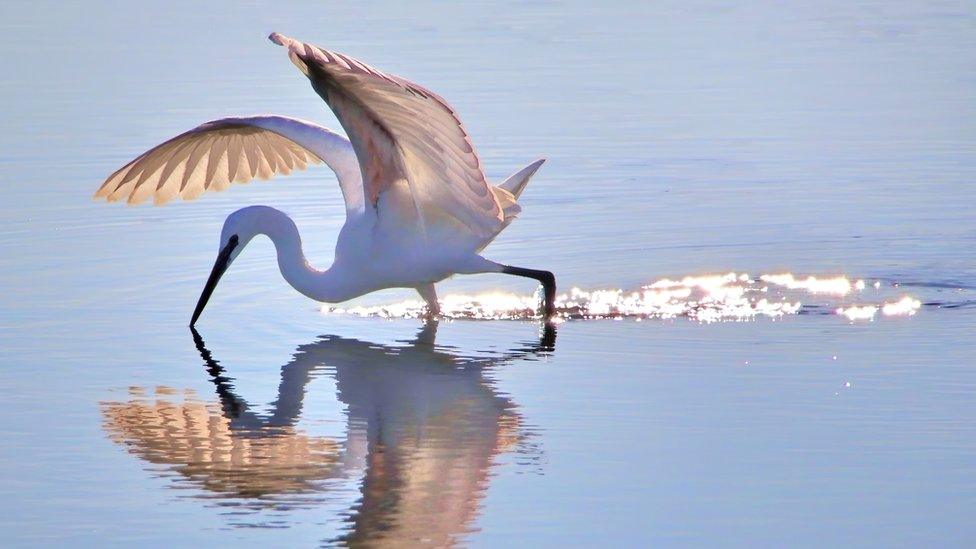 A Little Egret