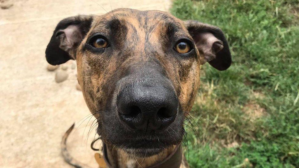 Sue the lurcher looking for a new home