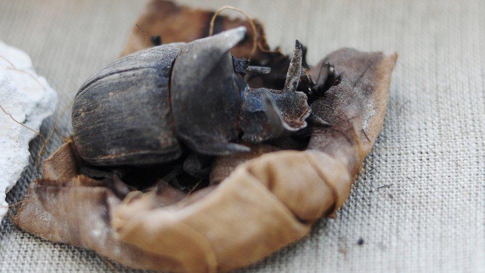 A mummified scarab beetle inside the tomb of Khufu-Imhat at the Saqqara area near its necropolis, in Giza, Egypt November 10, 2018.