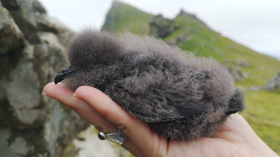 Leach's storm petrel chick