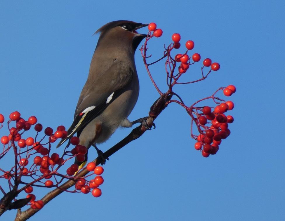 Waxwing