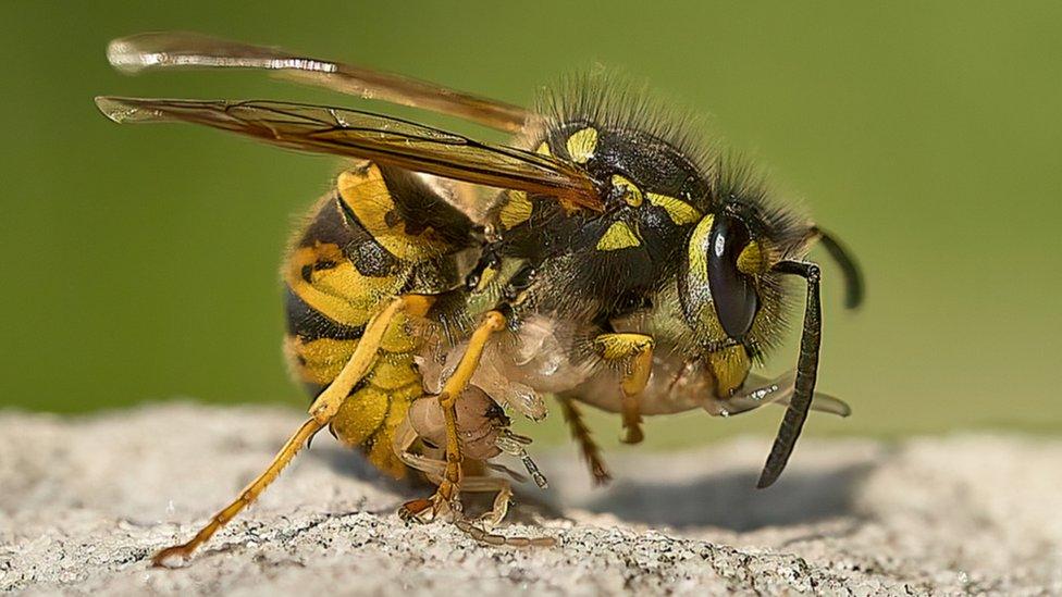 Common wasp with earwig larvae