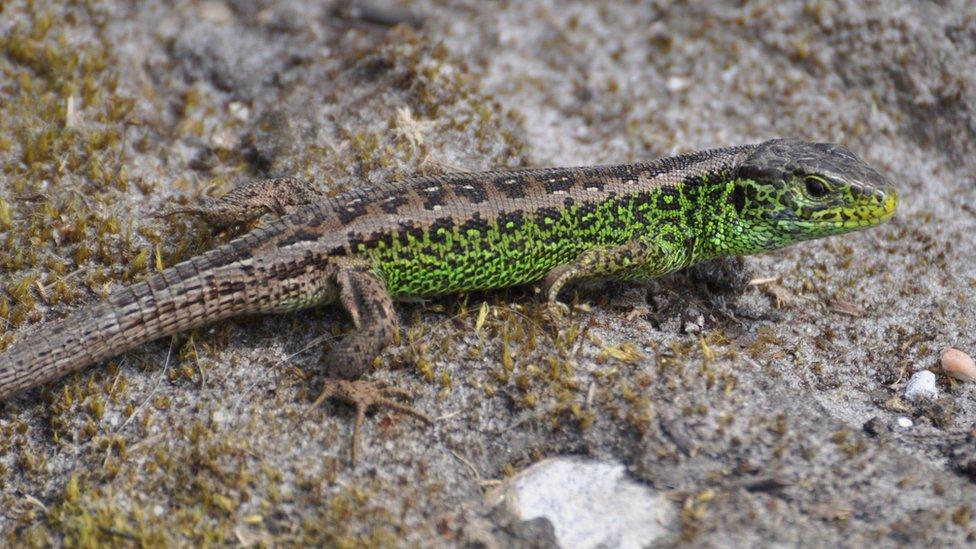 Sand Lizard