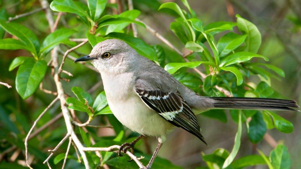 Northern mockingbird