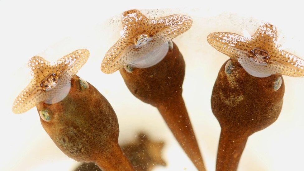 Giant horned frog tadpoles