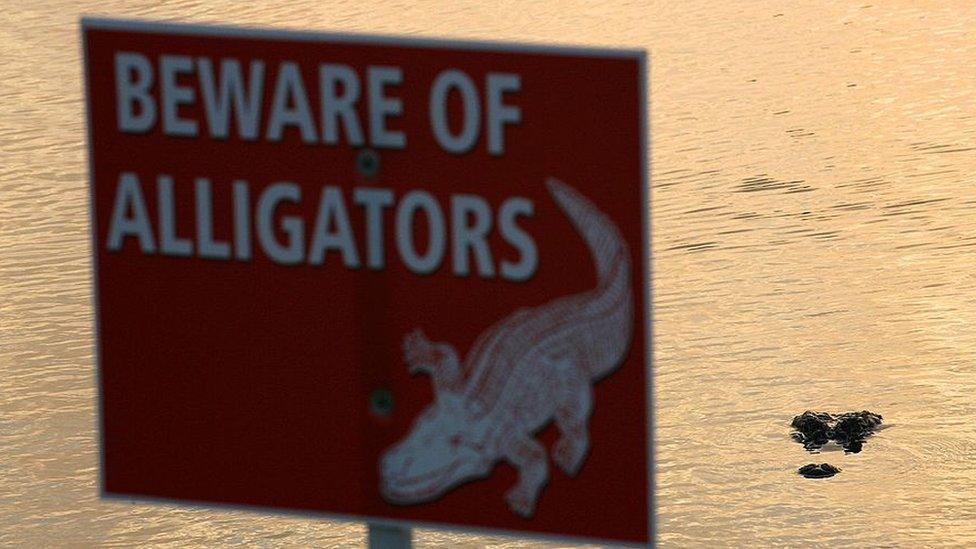 a sign warns of gators