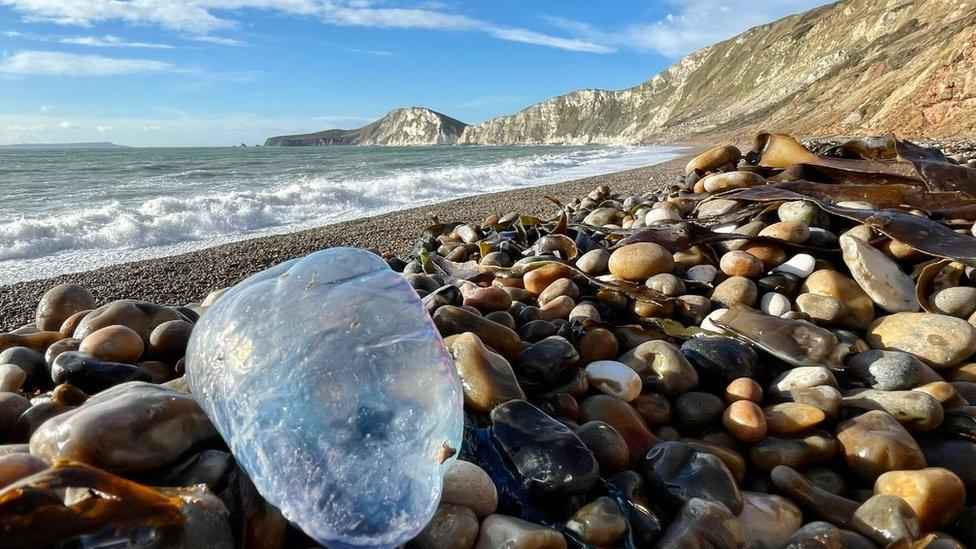 Portuguese man-of-war at Worbarrow Bay