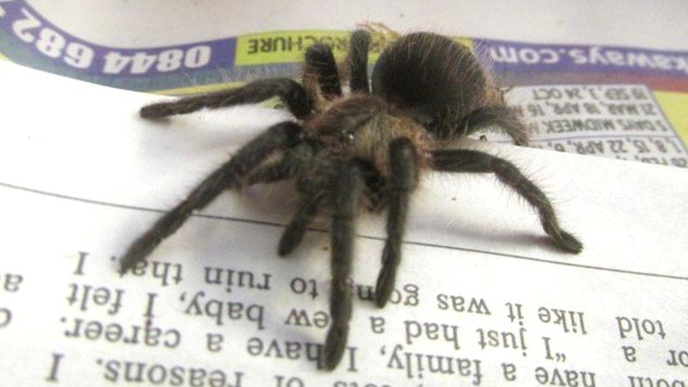 Baby tarantula