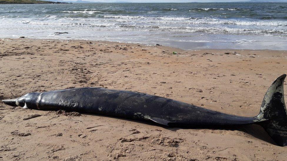 Sowerby's beaked whale