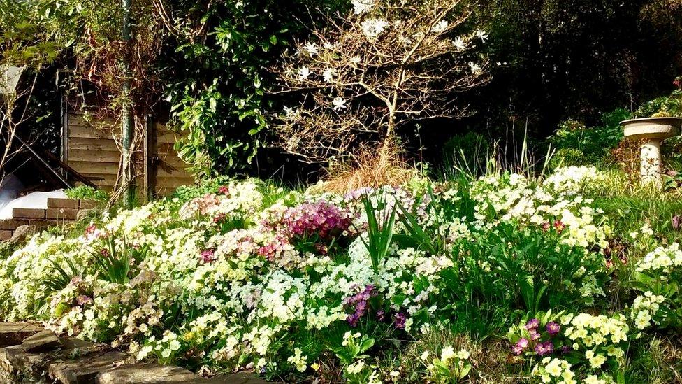 Joy Beacham's beautiful Ynysddu garden nestling in Caerphilly county's Sirhowy valley