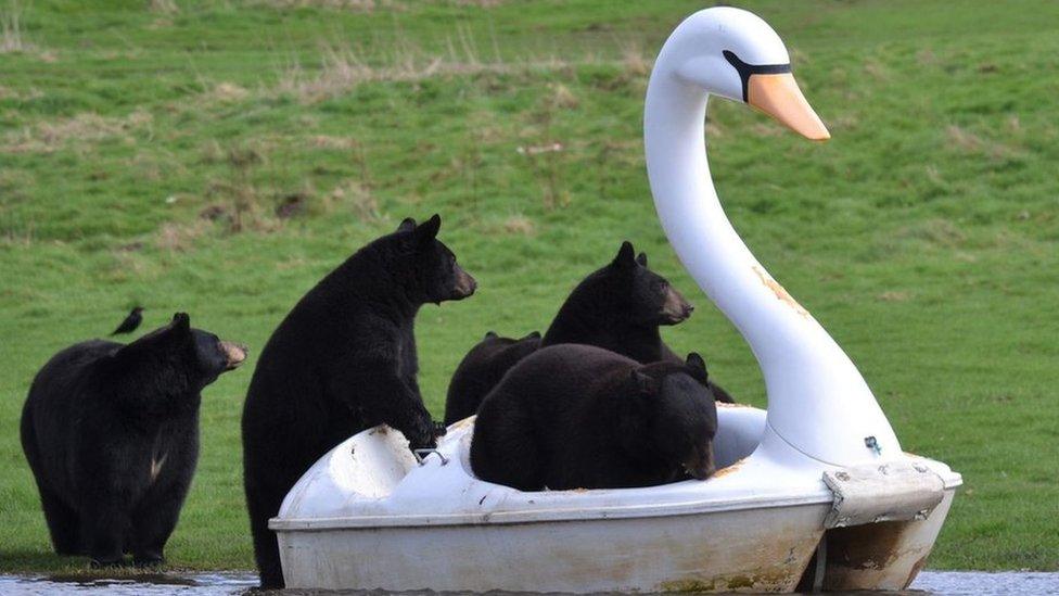 Black bears crowd on to a pedalo in the shape of a white swan