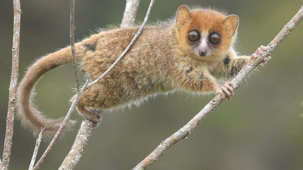 Brown mouse lemur