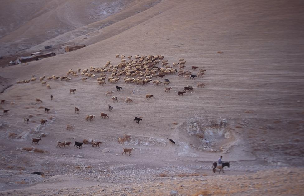 A Bedouin shepherd near Jericho