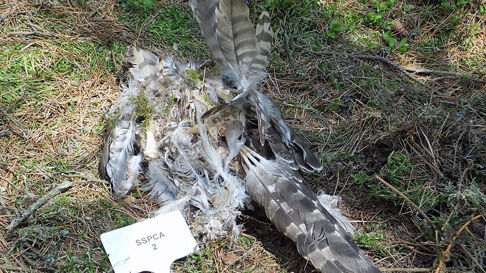 Goshawk remains