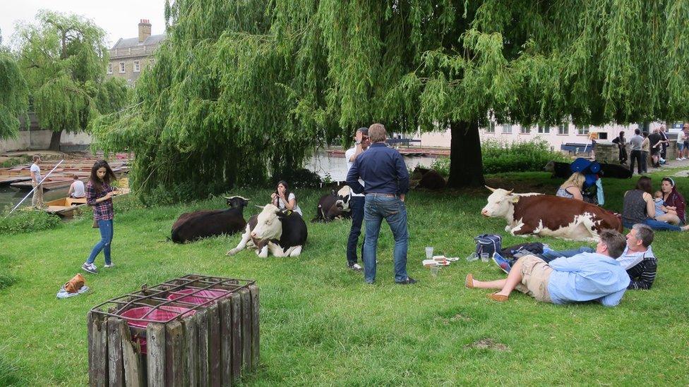 Cattle and people sharing common land at the Mill Pond, Cambridge