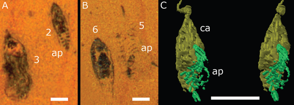 illustration of fossil sections and 3D reconstructions