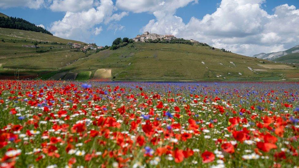 Incredible Rainbow Flower Fields Bloom In Castelluccio In Italy BBC 
