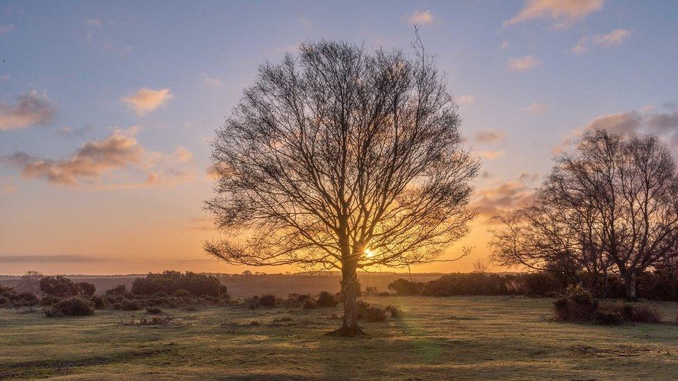 SUNDAY - Godshill New Forest