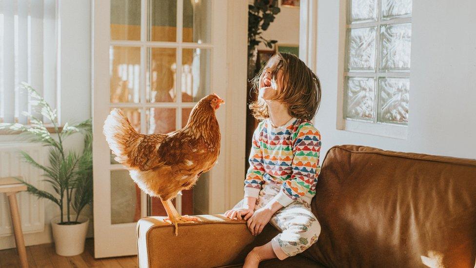 Chicken with child in house