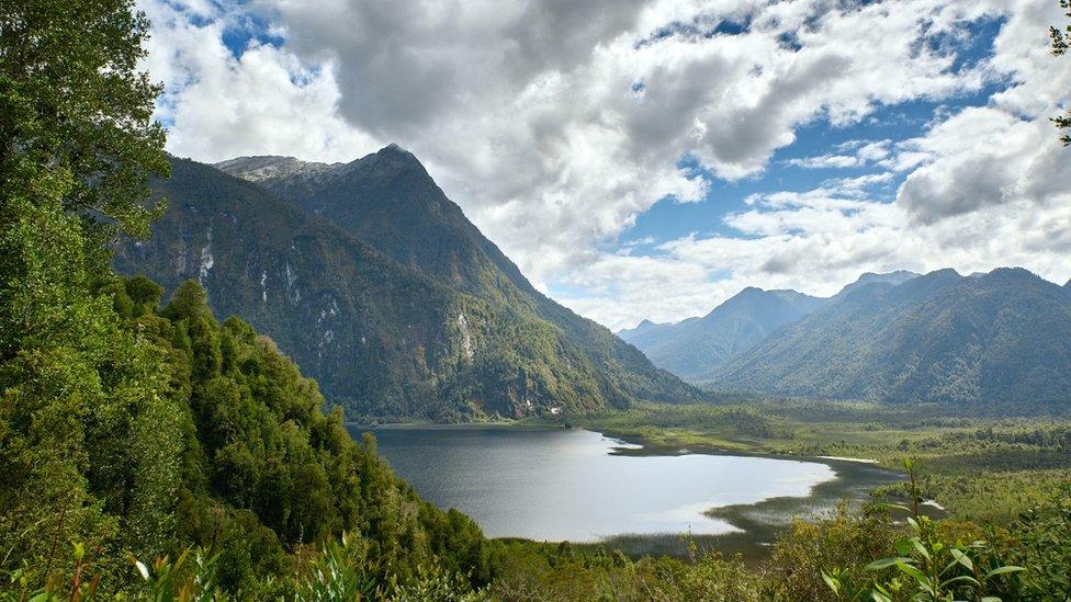 Coille ann an Chile