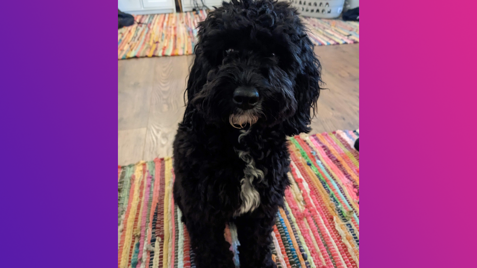 A picture of a cockerpoo puppy