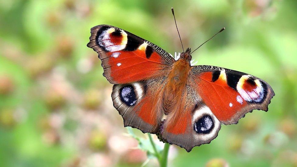 peacock butterfly