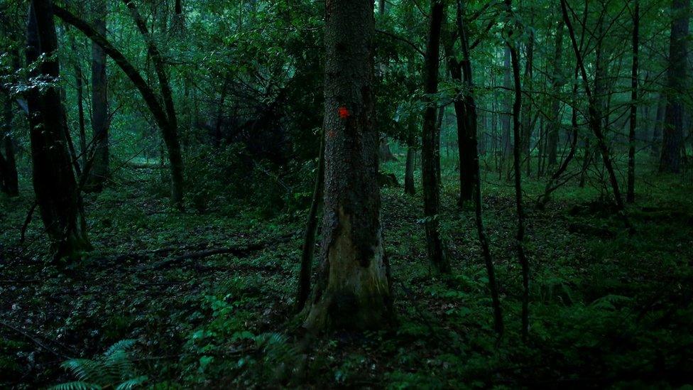 A marked tree grows in Bialowieza Forest