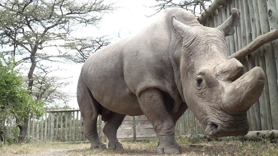 Sudan the northern white rhino