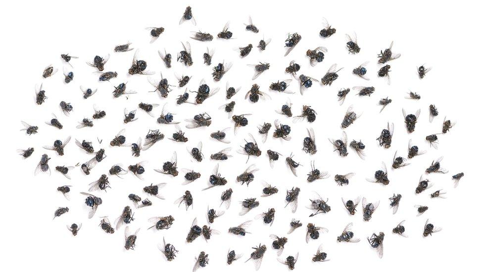 Dead flies - stock photo