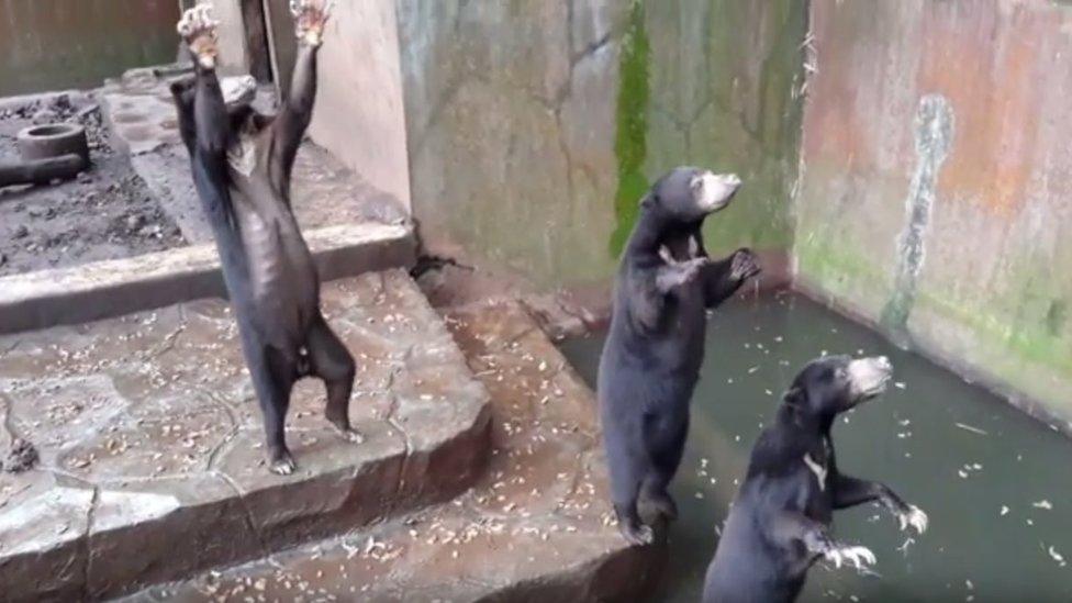 Screenshot of a video taken in July 2016 showing the sun bears in Bandung zoo