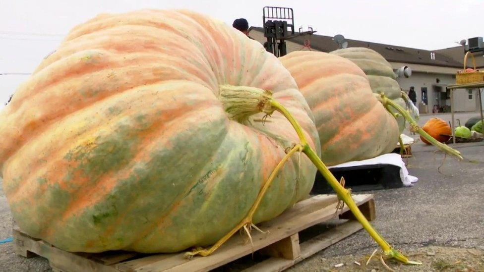 Gigantic pumpkins