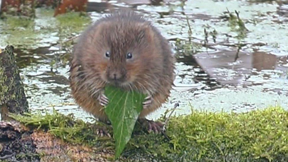 Water vole (library picture)