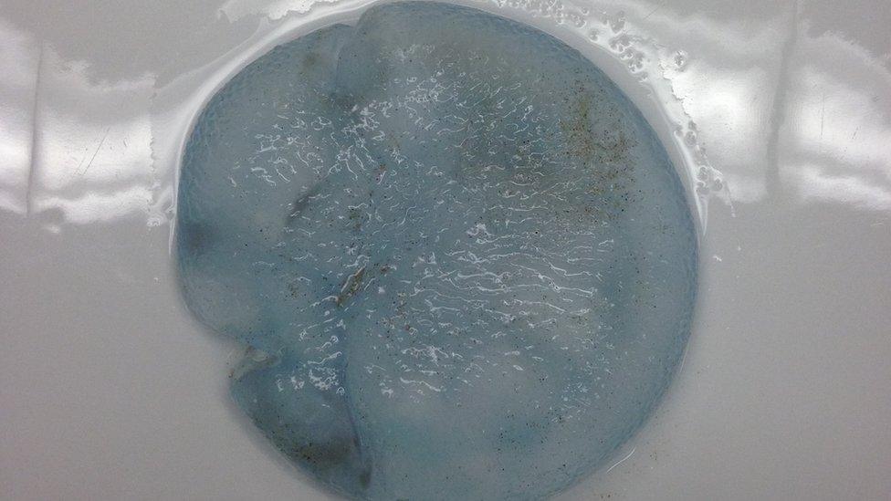 Police confirmed the object was in fact a jellyfish