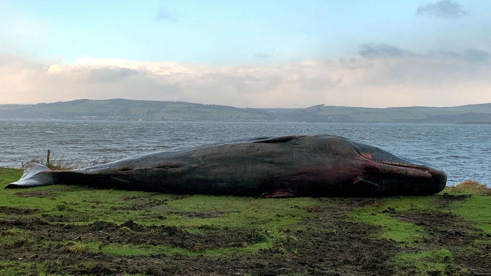 Sperm whale at Ardersier