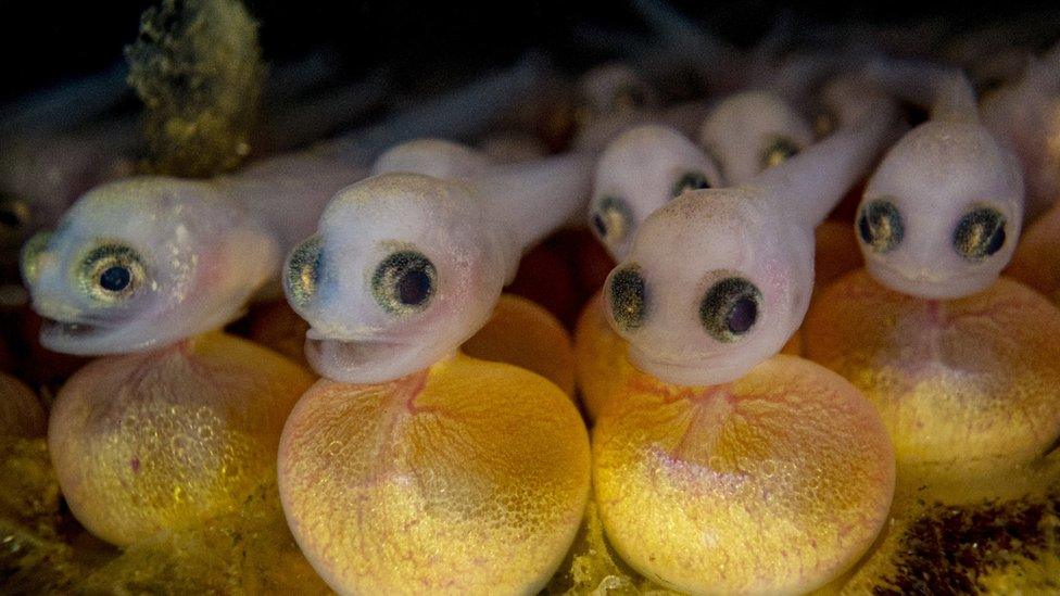 tiny fish still attached to their eggs - one appears to be smiling