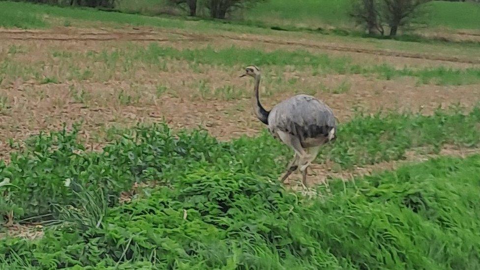 Chris the rhea in a field in Wetheringsett, Suffolk