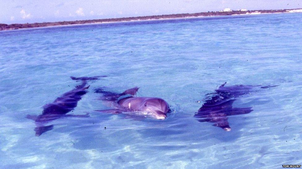 Rocky, Missy & Silver ready for release in 1991