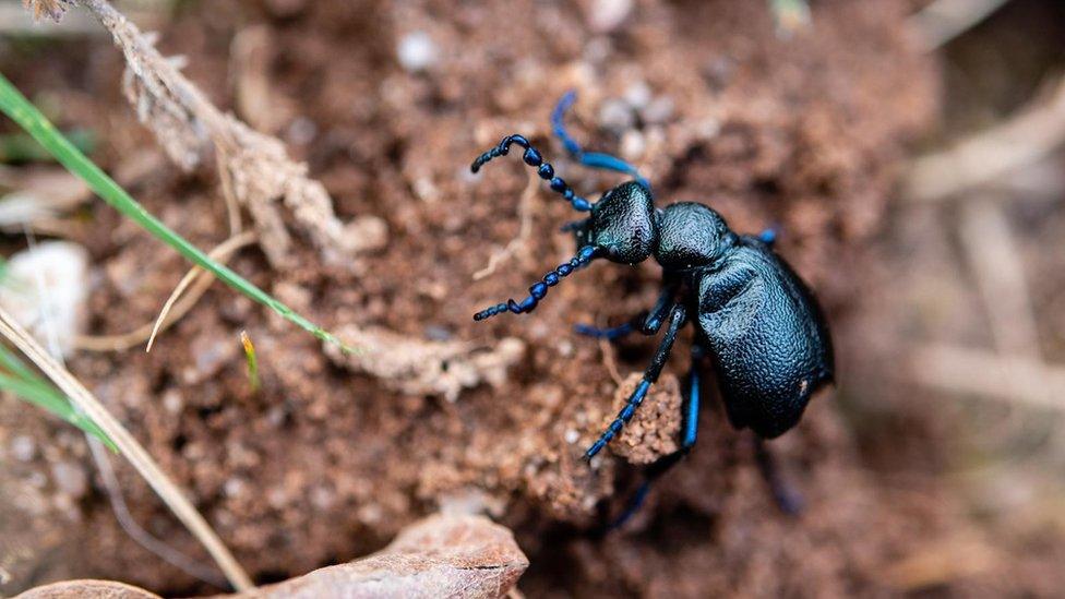 Black Oil Beetle on soil