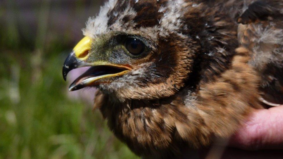 Hen harrier