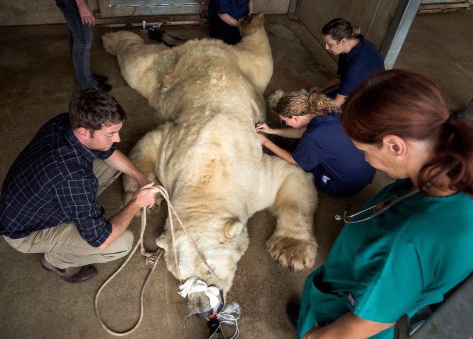 Tests being carried out on Victor the polar bear