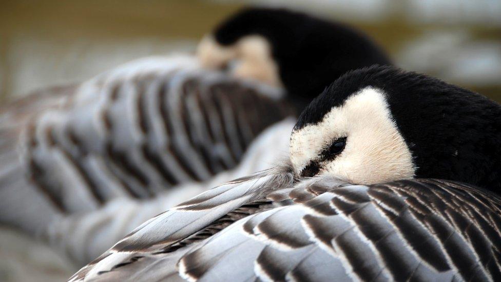 Barnacle geese