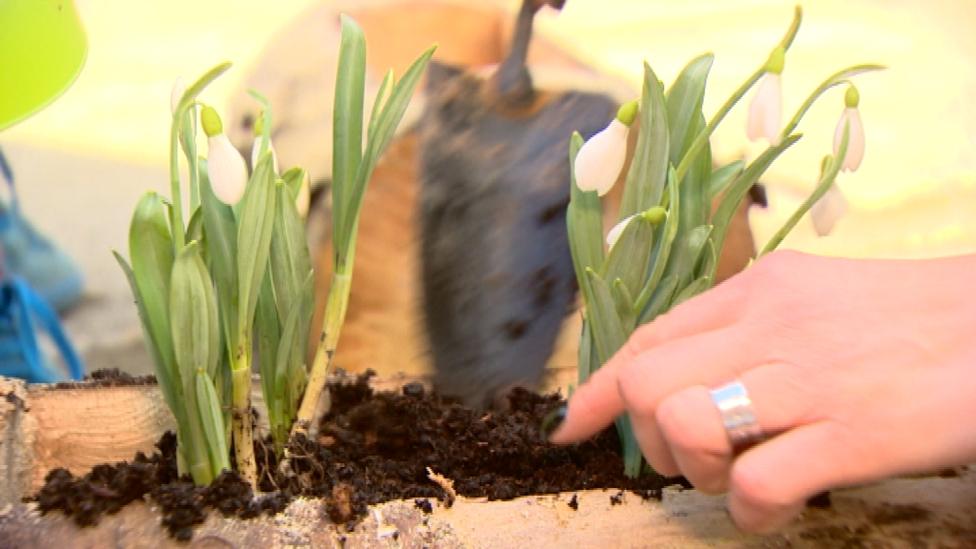 Snowdrops being planted