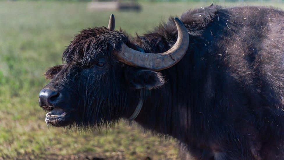 Mediterranean buffalo are prized for their milk and meat