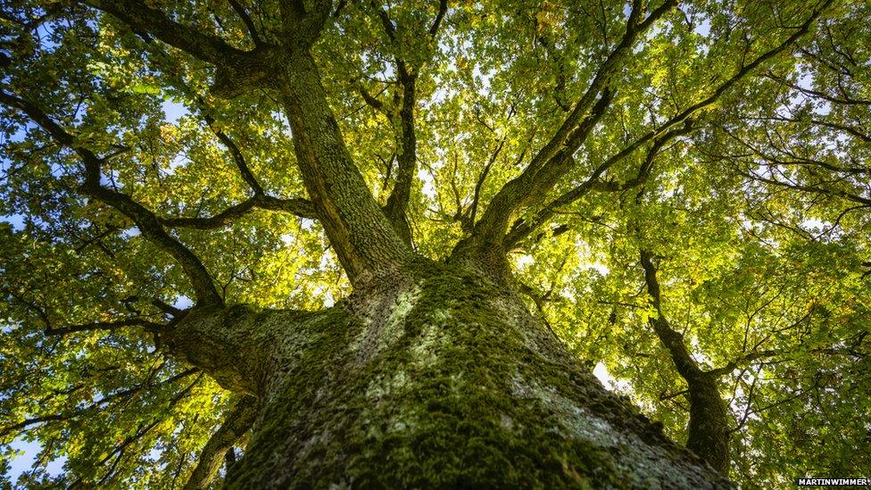 Tree photographed from below