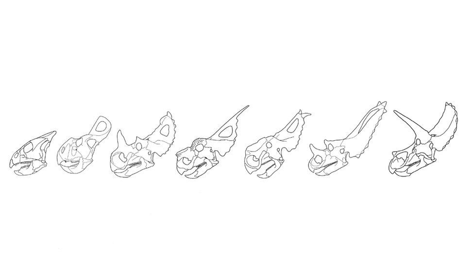 Line drawings of ceratopsian skulls showing various frills and horns