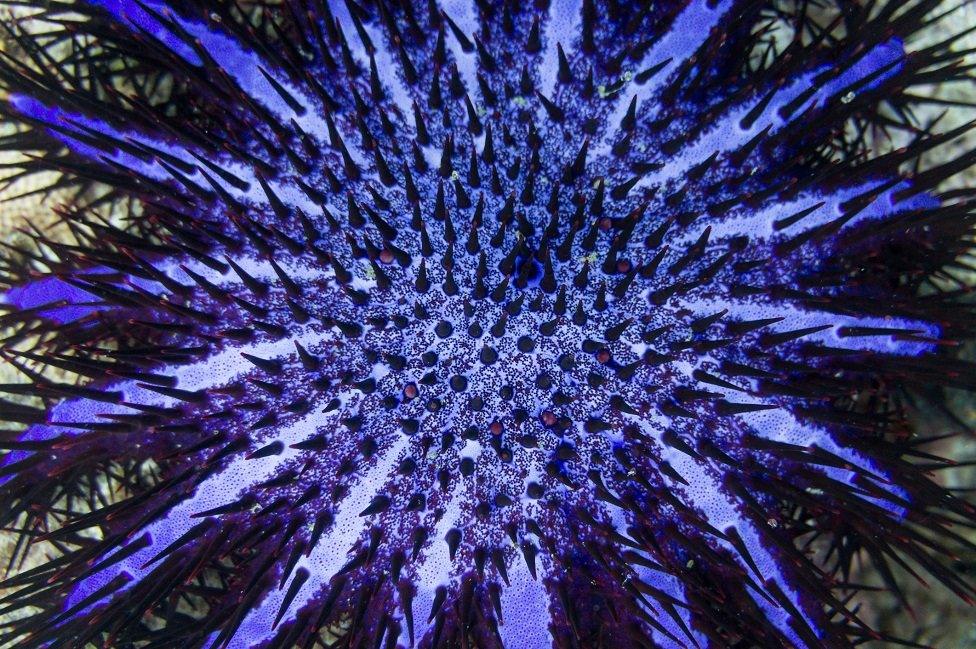 A crown-of-thorns starfish