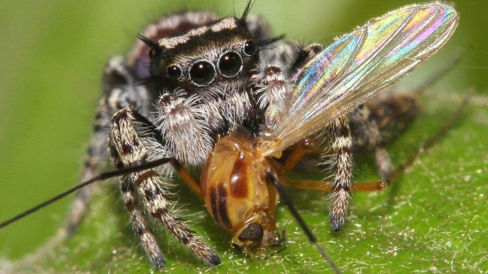 Jumping spider Phidippus mystaceus feeding on a nematoceran prey (photo by David E. Hill, Peckham Society, Simpsonville, South Carolina)