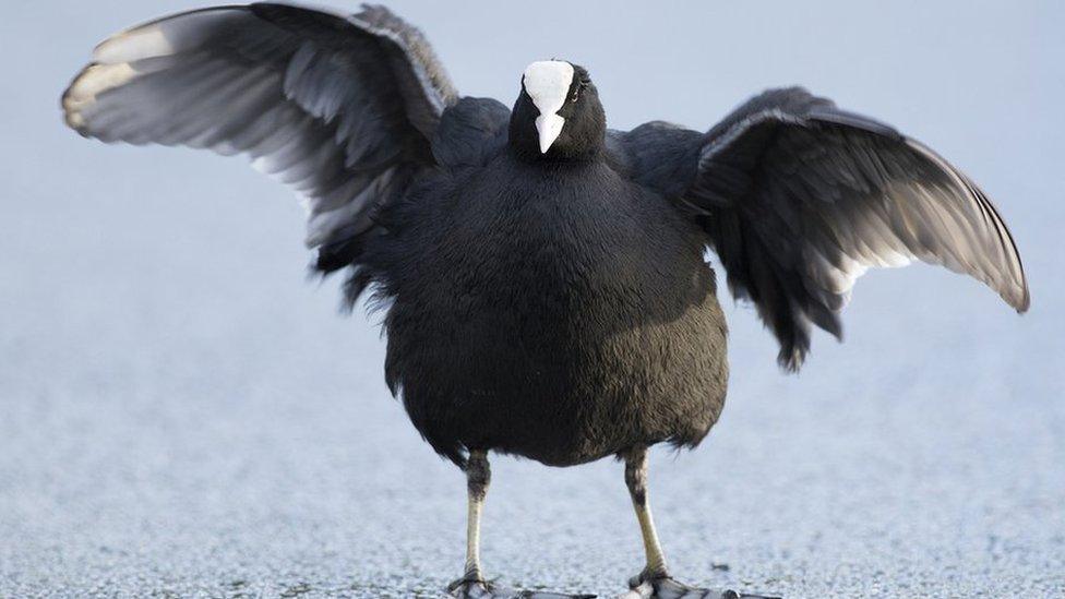 A bird on ice